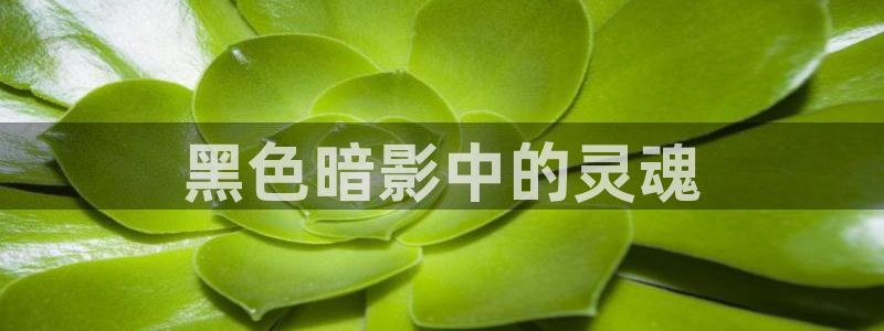6080新视觉电视剧免费上线