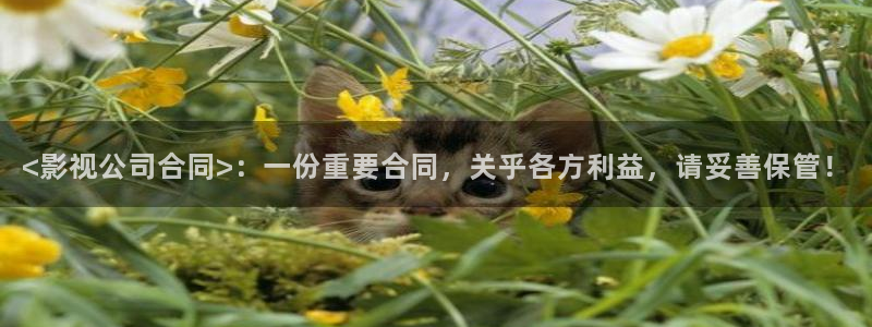 新视觉影院哈利波特：<影视公司合同>：一份重要合同，关乎各方利益，请妥善保管！